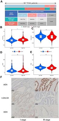 Construction of a prognostic assessment model for colon cancer patients based on immune-related genes and exploration of related immune characteristics